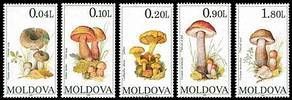 Mushrooms (I) 1995