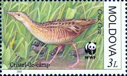 Corkcrake