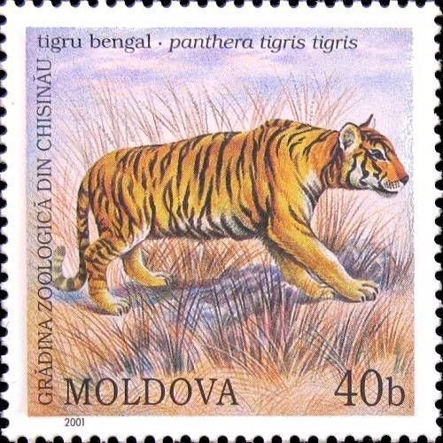 Bengal Tiger