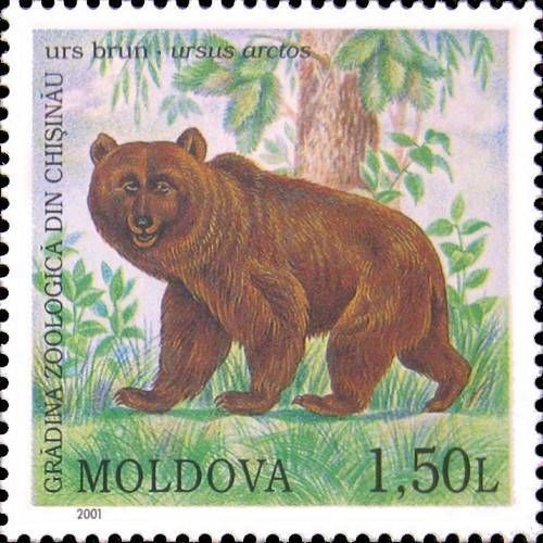 Brown Bear