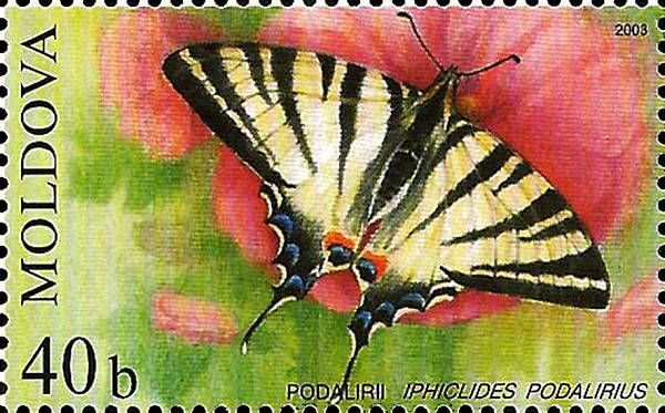 Scarce Swallowtail (Butterfly)