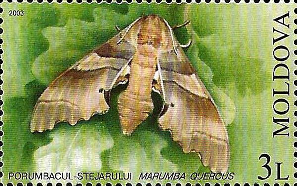 Oak Hawk (Moth)