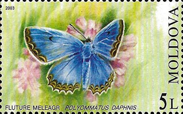 Meleagers Blue (Butterfly)