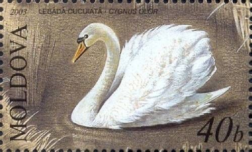 Mute Swan