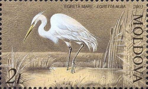 Great Egret