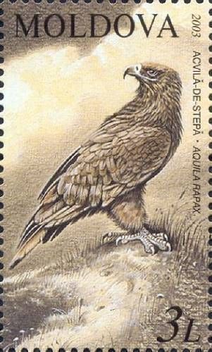 Steppe Eagle