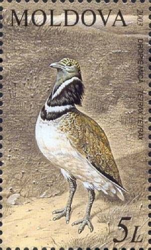 Little Bustard