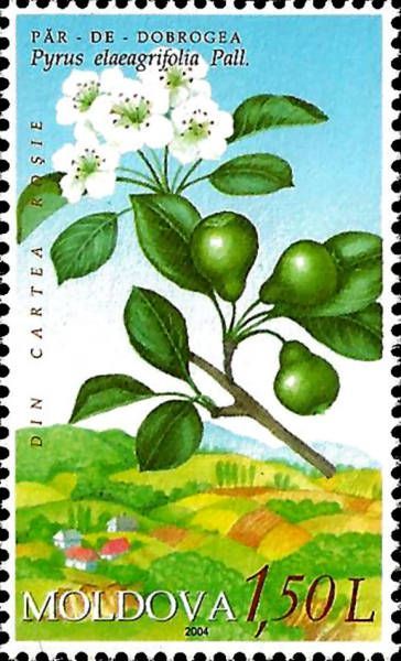 Oleaster-leaf Pear