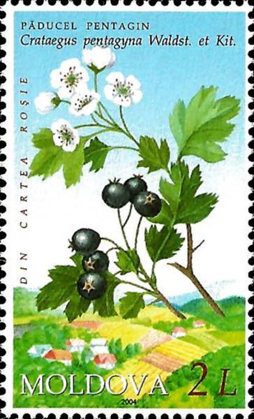Small-flowered Black Hawthorn
