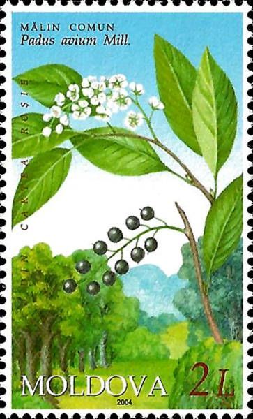 Bird Cherry