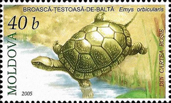 European Pond Turtle