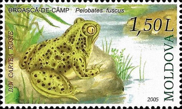 Common Spadefoot Toad