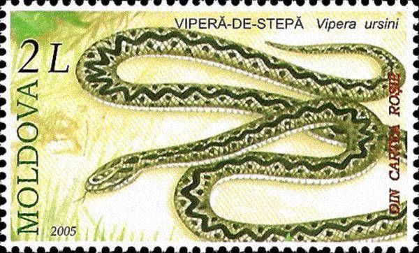 Meadow Viper