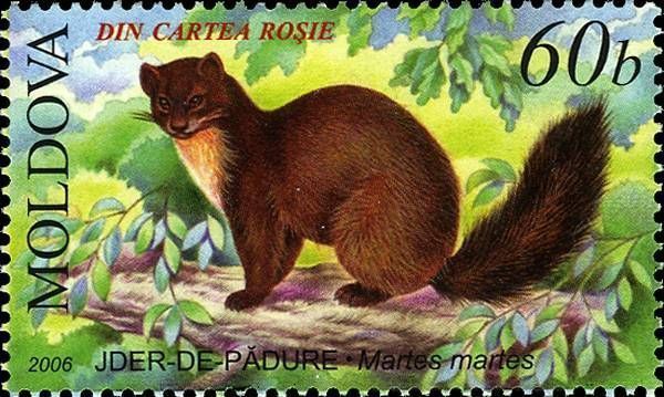 European Pine Marten