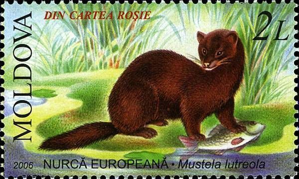 European Mink