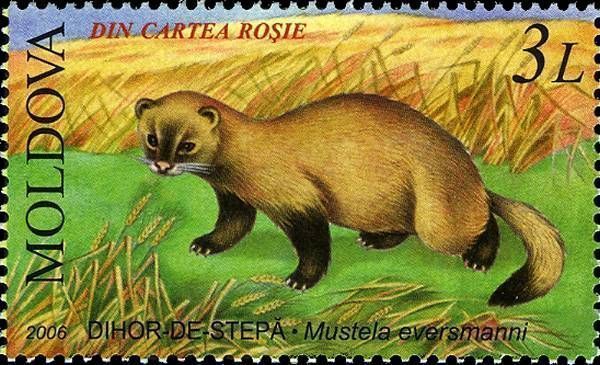 Steppe Polecat