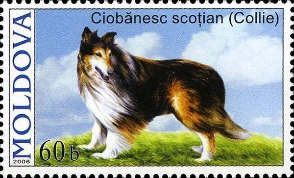 Rough Collie