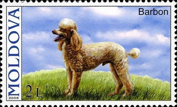 Standard Poodle