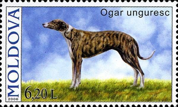 Magyar Agár (Hungarian Greyhound)