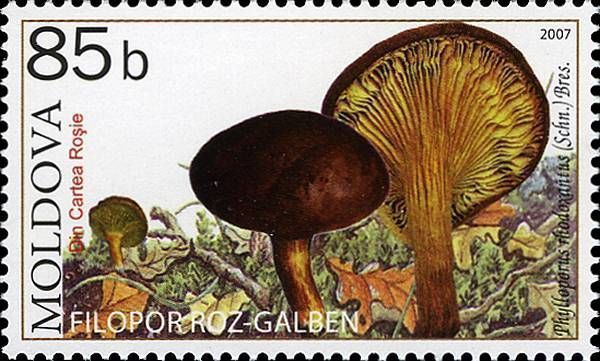 Gilled Bolete (Mushroom)
