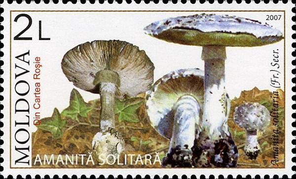 Solitary Amanita (Mushroom)