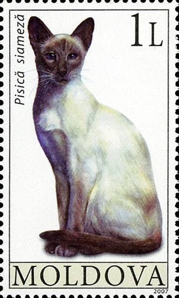 Siamese Cat