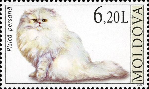 Persian Cat