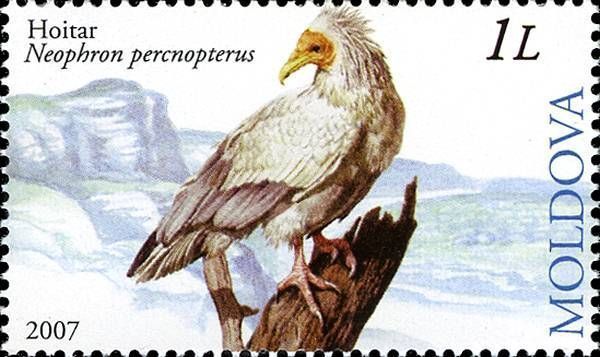 Egyptian Vulture (Neophron Percnopterus)