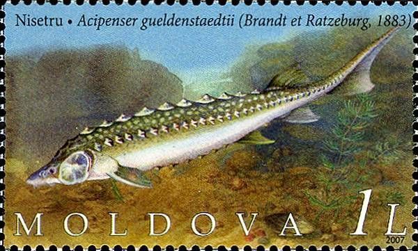 Russian Sturgeon (Acipenser Gueldenstaedtii)