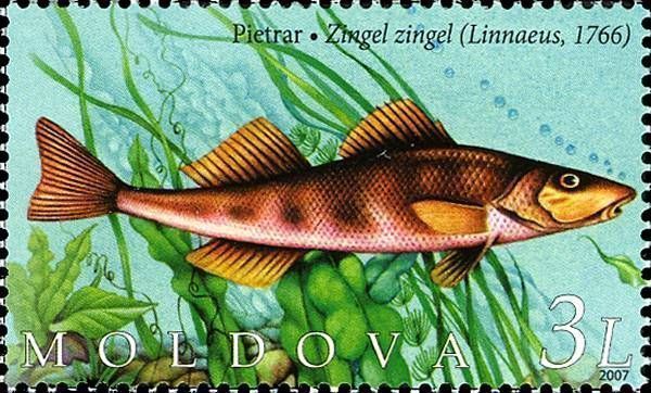 Common Zingel (Zingel Zingel)