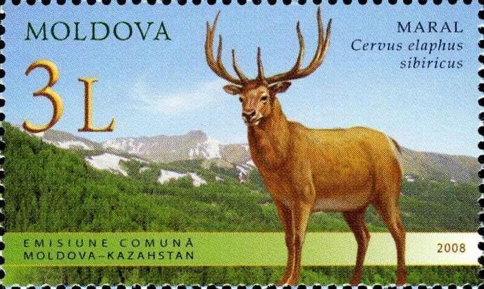 Altai Wapiti or Maral (Cervus Elaphus Sibiricus) 