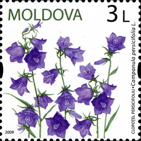 Campanula