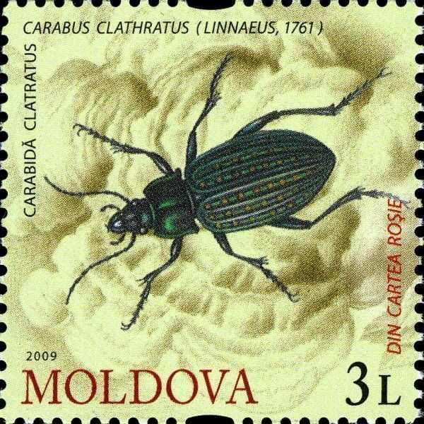 Carabus Beetle