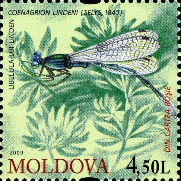 Goblet-Marked Damselfly