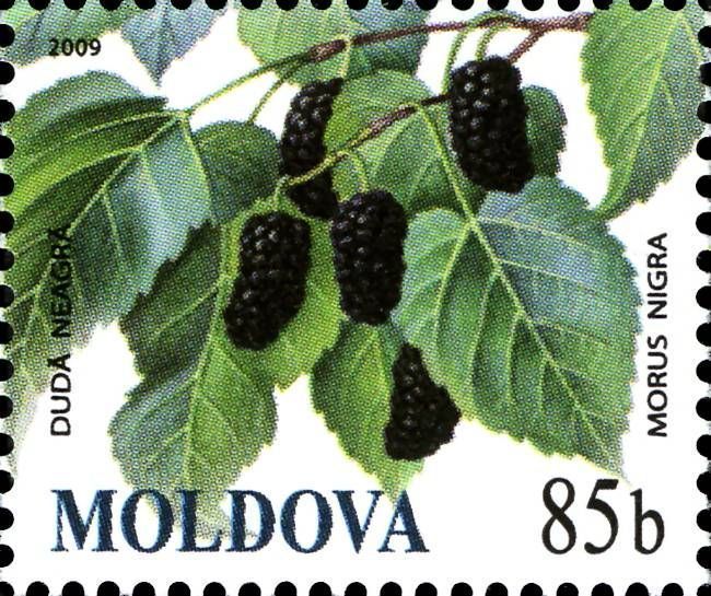 Black Mulberries