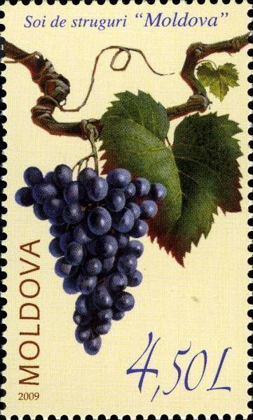 The «Moldova» Grape Variety
