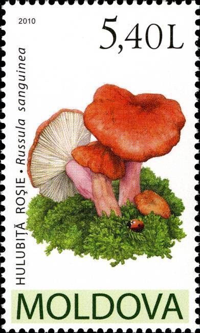 Bloody Brittlegill (Russula Sanguinea)