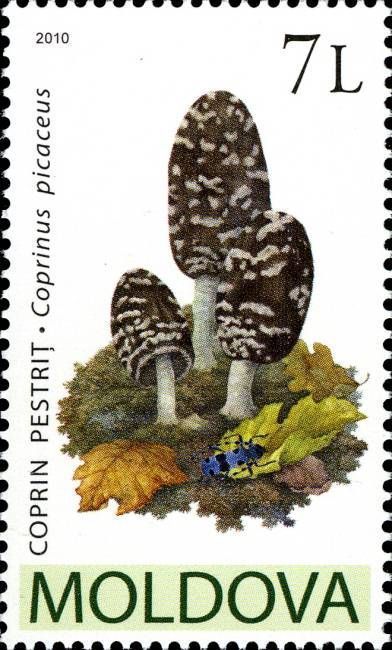Magpie Fungus (Coprinus Picaceus)