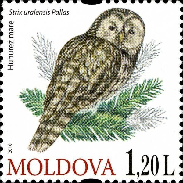 Ural Owl (Strix Uralensis Pallas)