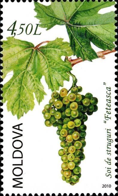 The «Feteasca» Grape Variety
