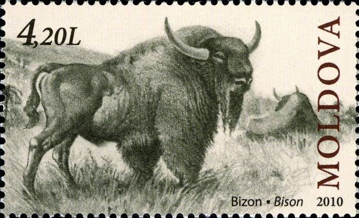 Bison