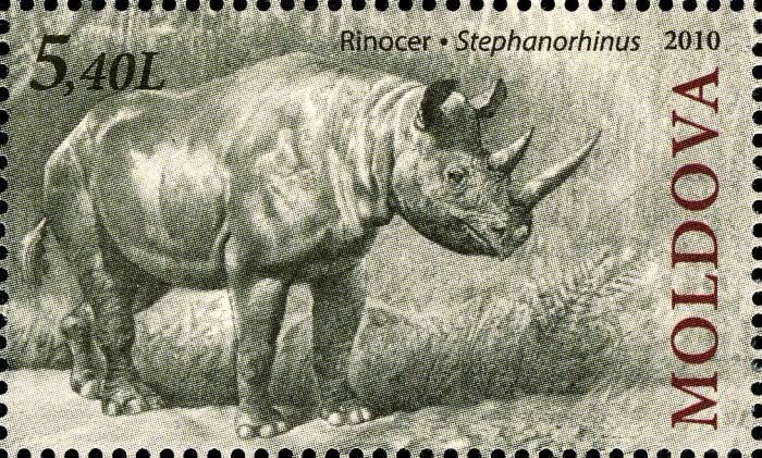 Rhinoceros (Stephanorhinus)