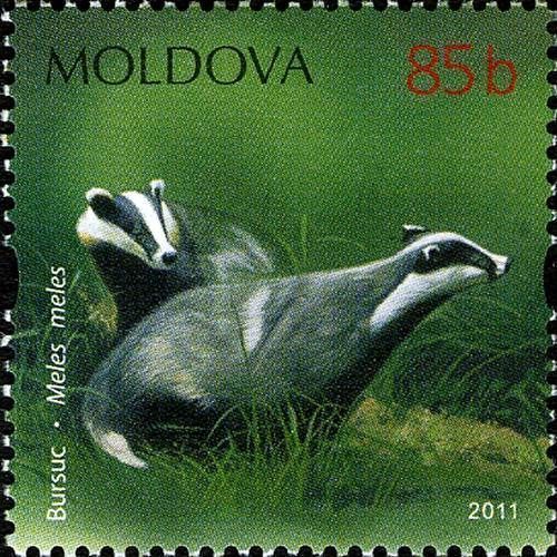 European Badger (Meles meles)