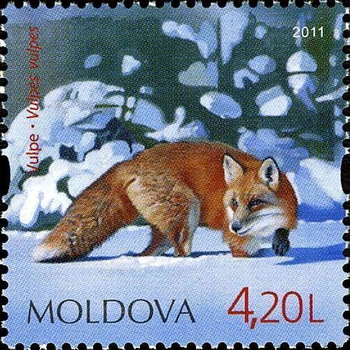 Red Fox (Vulpes vulpes)