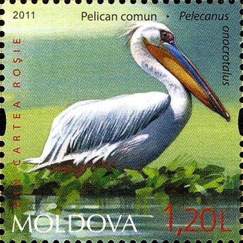 Pelican (Pelecanus)