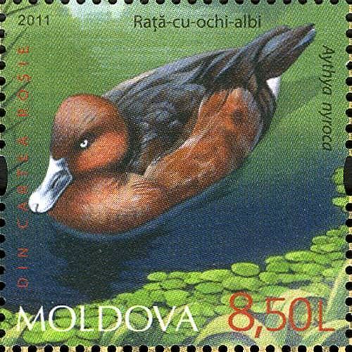 Ferruginous Duck (Aythya nyroca)