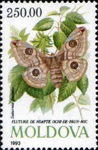 Small Emperor Moth
