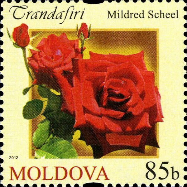 Mildred Scheel Rose