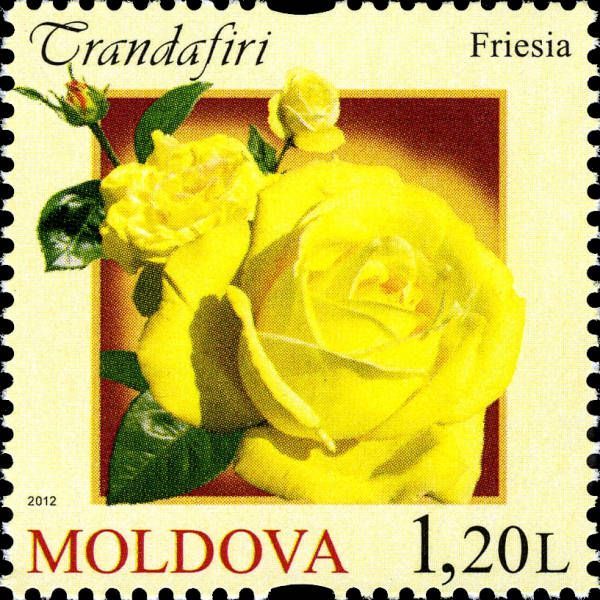 Freisia Rose