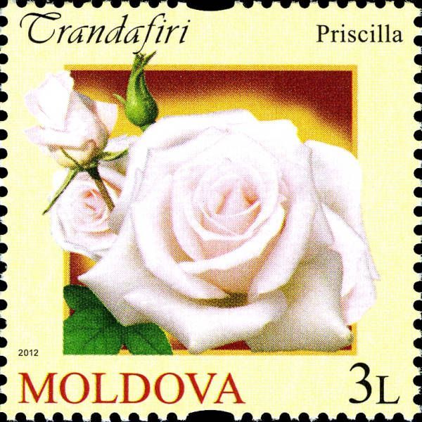 Priscilla Rose